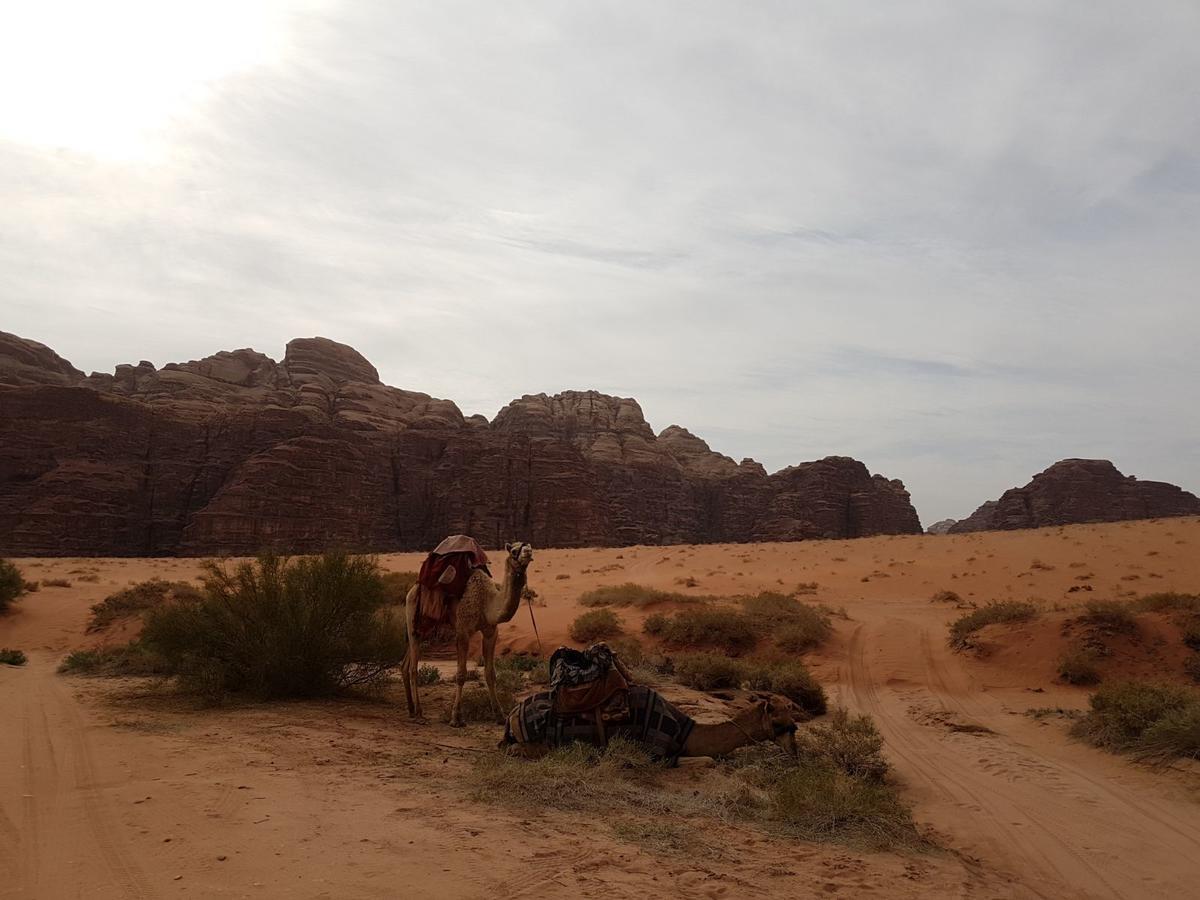 Wadi Rum Nature Tours And Camp Екстериор снимка